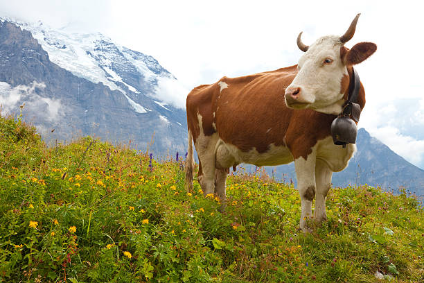 Brown milk cow in a meadow of grass and wildflowers with the Alps in the background