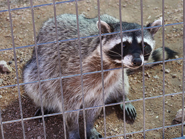 istock Rescued Raccoon Caged 176885763