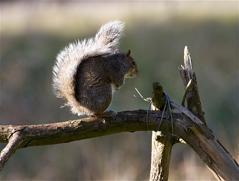 Grey squirrel perched on a branch with sunlight glimmering through his bushy tail