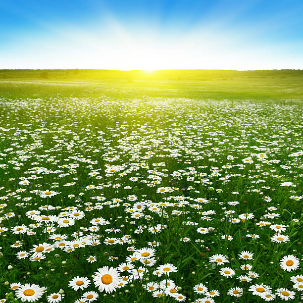 istock Flower field and sunny day. 176885857