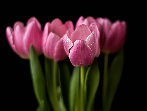 Bunch of Pink tulips stock photo