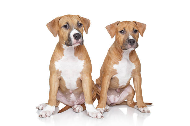 istock Staffordshire Terrier puppies on white background 176886059