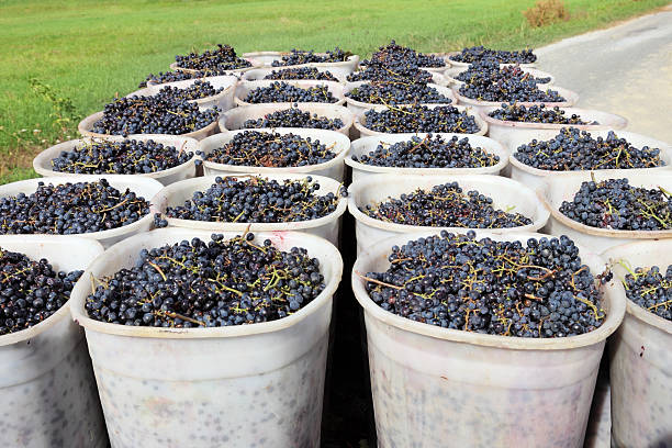 istock Baskets of Grapes 176886107