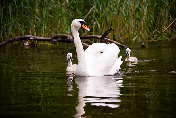 istock Swan family 176886253