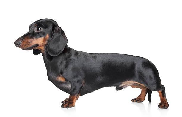 ダックスフンドに白背景 - miniature dachshund ストックフォトと画像