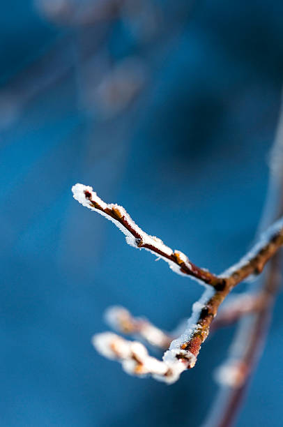 Ice on Branch stock photo