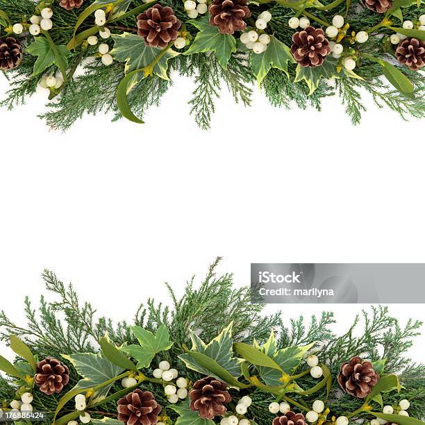 Christmas Greenery Border Stock Photo - Download Image Now - Mistletoe, Border - Frame, Cedar Tree