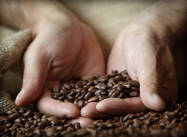 istock Close-up of hands holding coffee beans in a sack 176886439