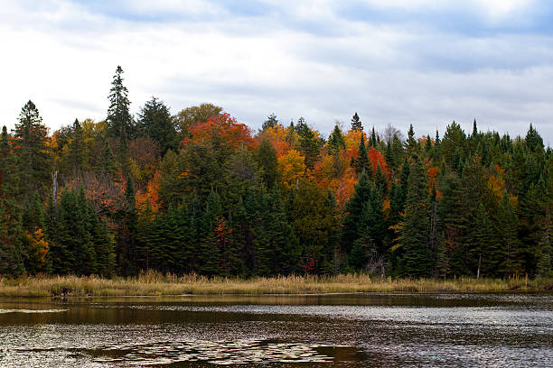 istock Colorful trees in Algonquin Park 176886450