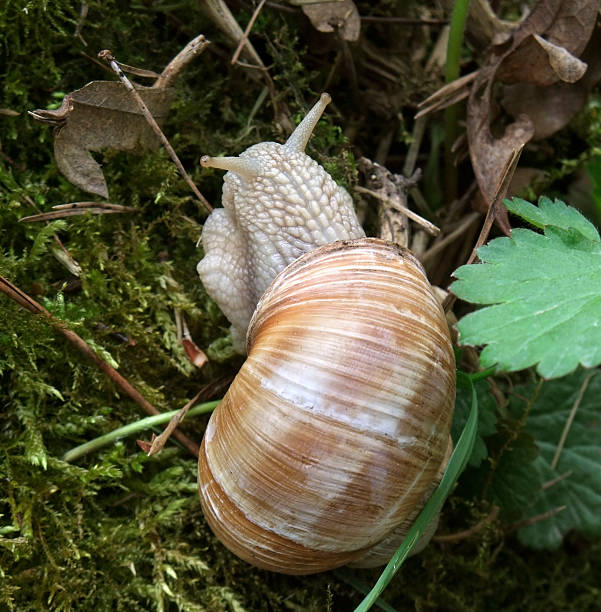 caracol de grapevine - snail environmental conservation garden snail mollusk fotografías e imágenes de stock