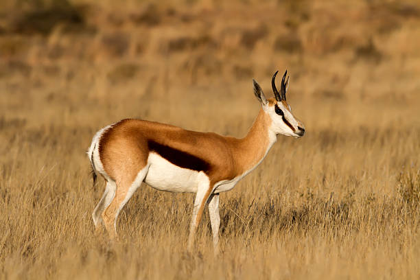 Male Springbuck stock photo