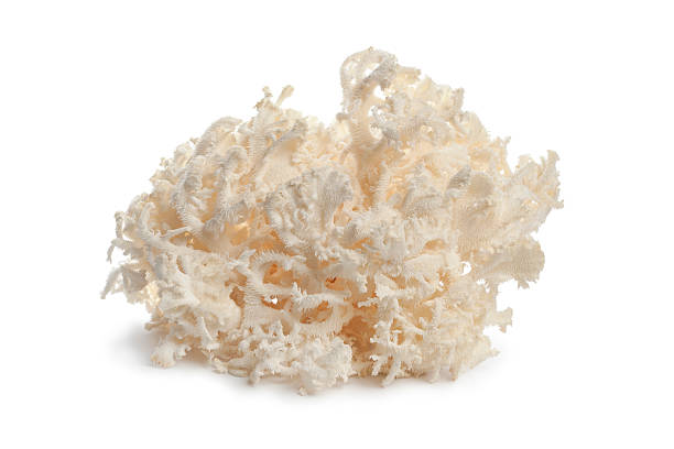 istock Fresh white coral fungus 176886645