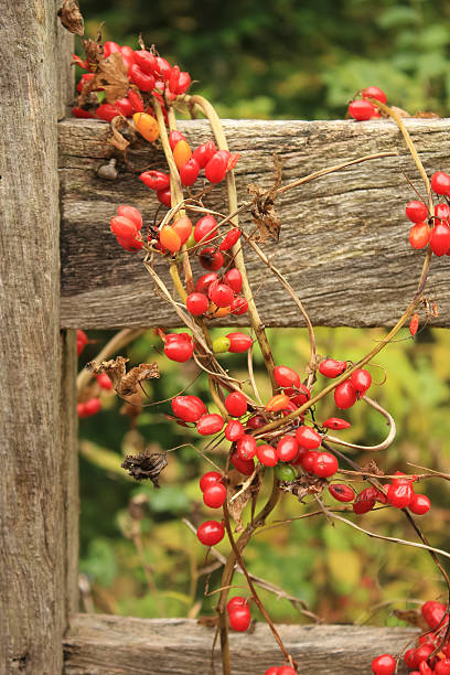 Climbing Nightshade Red Berries stock photo