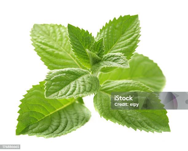 Mint Foto de stock y más banco de imágenes de Menta limón - Menta limón, Aromaterapia, Blanco - Color