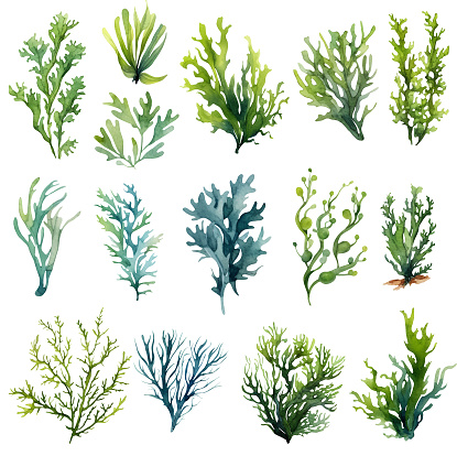 Seaweed underwater plants. Green Laminaria watercolor illustartion isolated on hite background. Nautical set