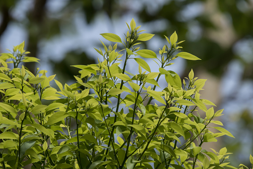 Wide shot of Green Cinnamomum camphora tree