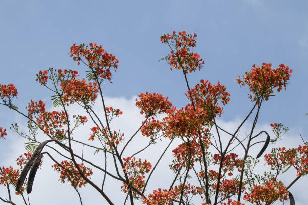 istock Red Flamboyant flower 1768872946