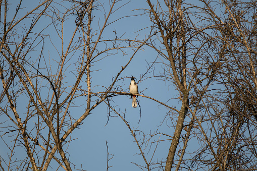 Red whiskered Bulbul Bird on Tree ,Pycnonotus jocosus