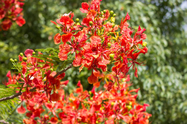 istock Red Flamboyant flower 1768874020