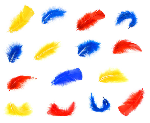 istock Set of red, yellow and blue various feathers on white 176887419