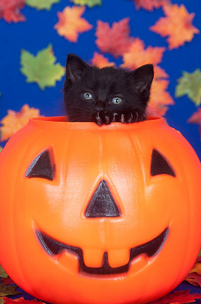 istock Black cat in pumpkin on blue background 176887473
