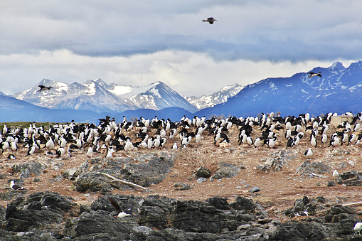 Birds and penguins on the island in Beagle channel close Ushuaia, Tierra del Fuego, Argentina