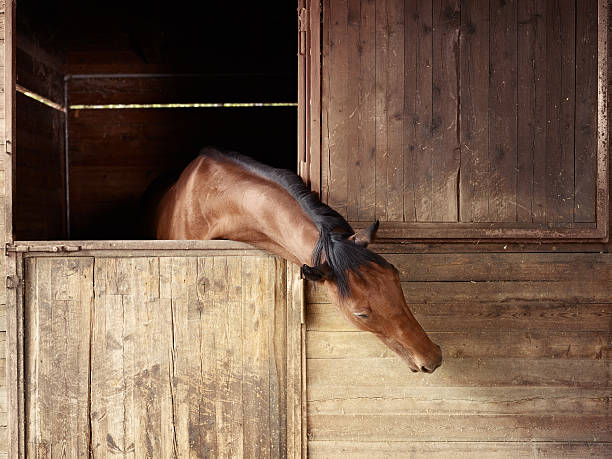 istock Riding school: horse looking out of stable 176887732