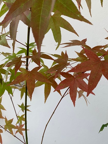 Beautiful Maple tree color  of season change.