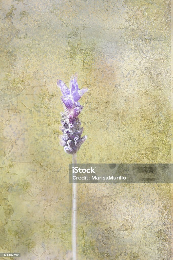 Lavanda - Foto de stock de Abstrato royalty-free