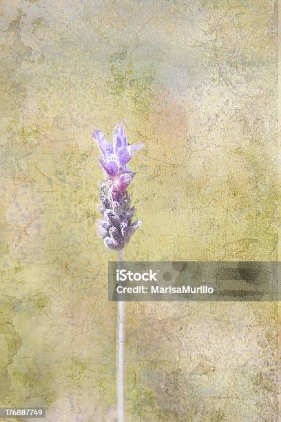 Foto de Lavanda e mais fotos de stock de Abstrato - Abstrato, Alegria, Amor