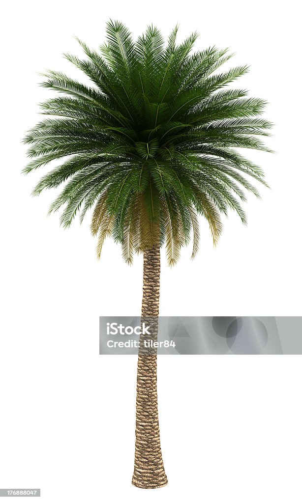 Palmera canaria árbol aislado sobre fondo blanco - Foto de stock de Fondo blanco libre de derechos