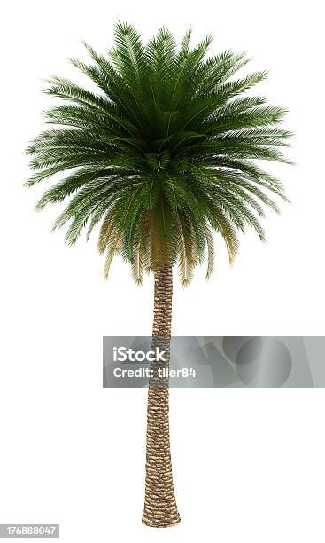 Palmera Canaria Árbol Aislado Sobre Fondo Blanco Foto de stock y más banco de imágenes de Fondo blanco - Fondo blanco, Palmera canaria, Palmera Datilera