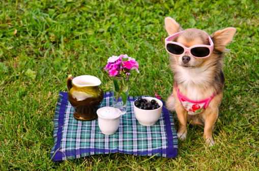Chihuahua dog wearing pink t-shirt relaxing in meadow picnic