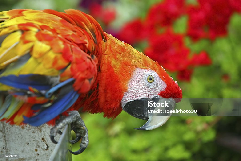 Arara colorida - Foto de stock de Animal royalty-free