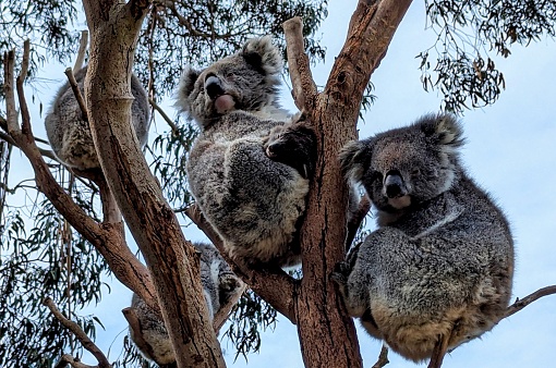 Koala - Phascolarctos cinereus on the tree in Australia, eating, climbing on eucaluptus. Cute australian typical iconic animal on the branch during the night.