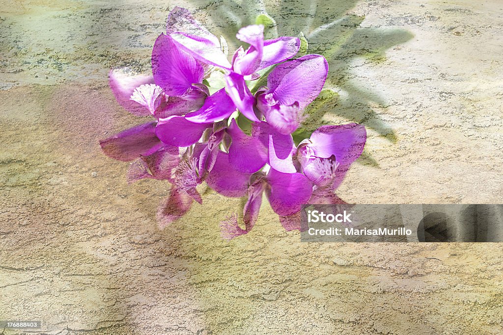 Púrpura flor - Foto de stock de Abstracto libre de derechos