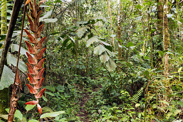istock Heliconia flower in rainforest 176888605