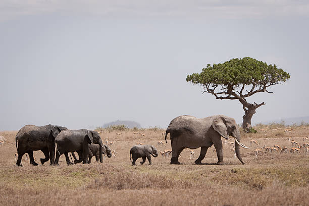 Elephant family, Serengeti NP, Tanzania stock photo