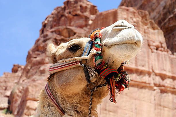 Camel in Petra stock photo