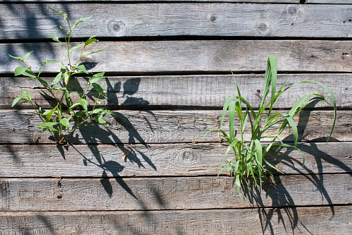 Green grass on an old weathered wooden wall