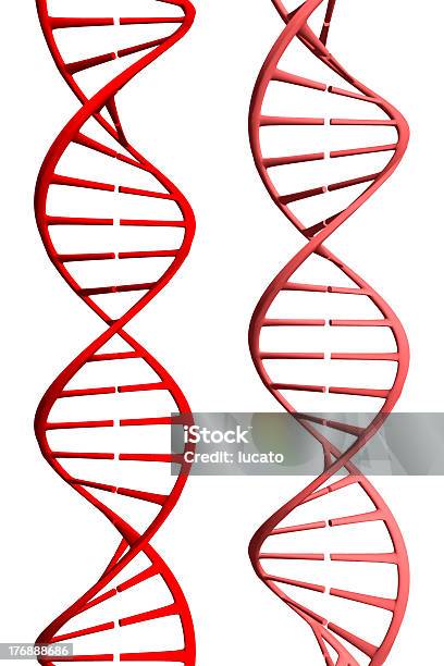 Vermelho Dnas - Fotografias de stock e mais imagens de ADN - ADN, Adenina, Animal