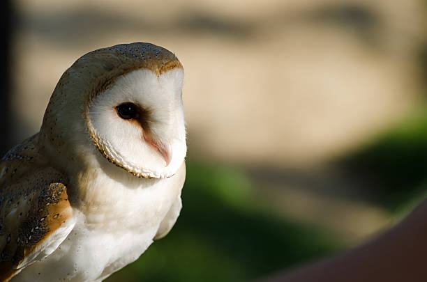 Barn Owl stock photo