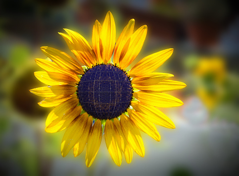 sunflower and solar cell