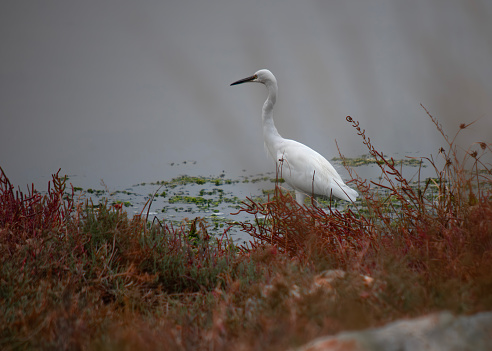 Great White Egret Heron in the Marshland