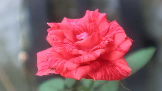 A beautiful red rose for background. Selective Focus blurry background. copy space for text