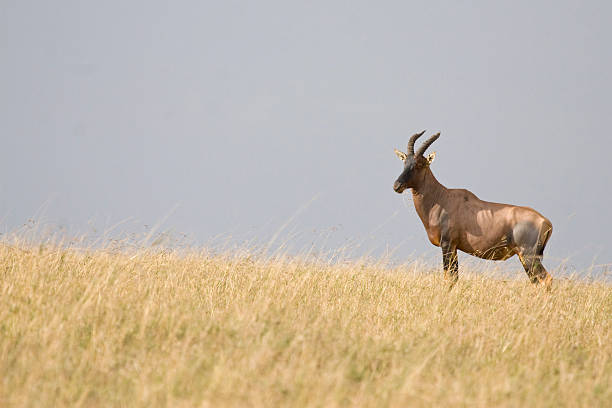 Topi au Kenya. - Photo