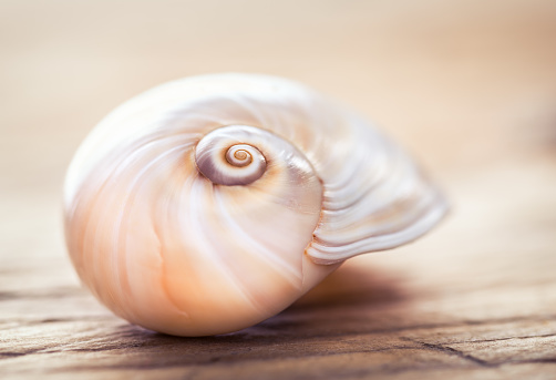 Collection of seashells on blue background