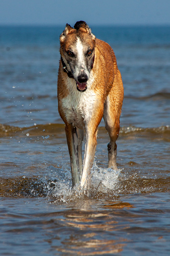 A beautiful greyhound running on the water