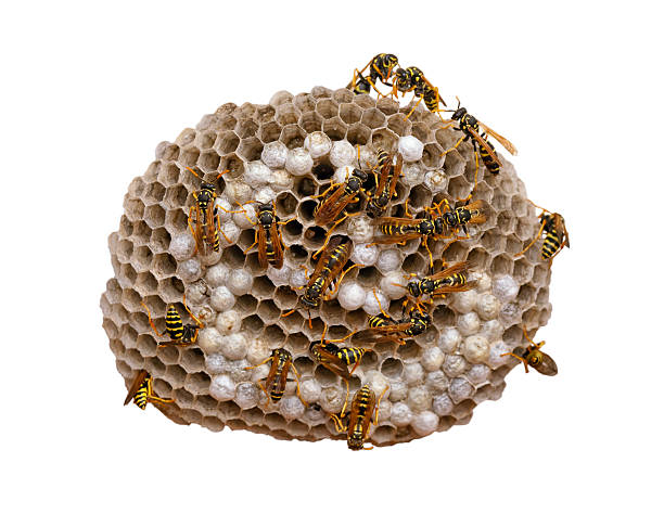 Wasp Nest - with clipping path stock photo