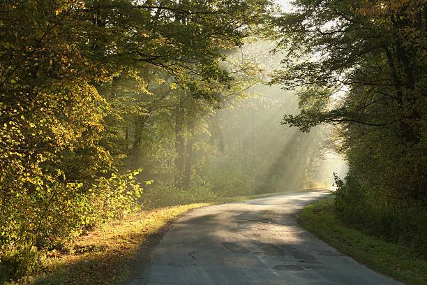 istock Autumn forest in misty morning 176889877